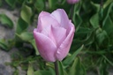 Tulipe 'Candy Prince'