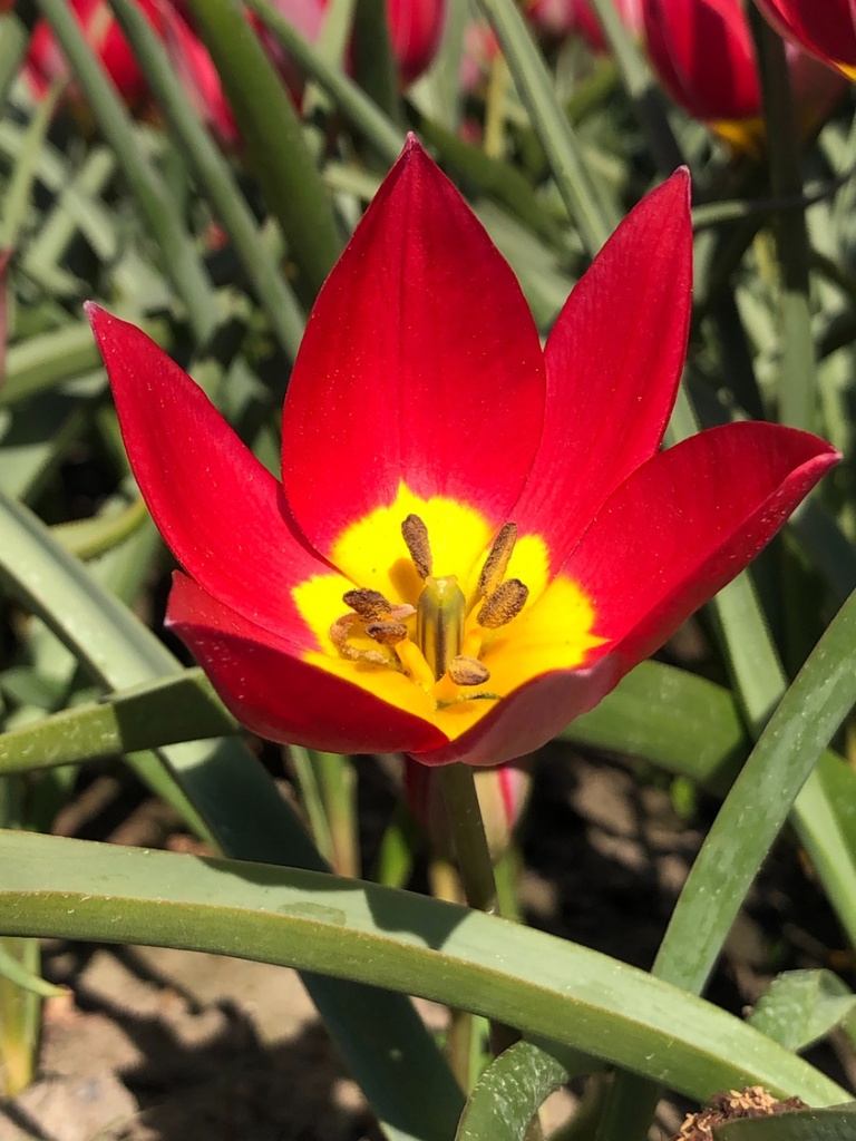 Tulipe 'Red Beauty'