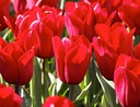 Tulipe 'Pallada'