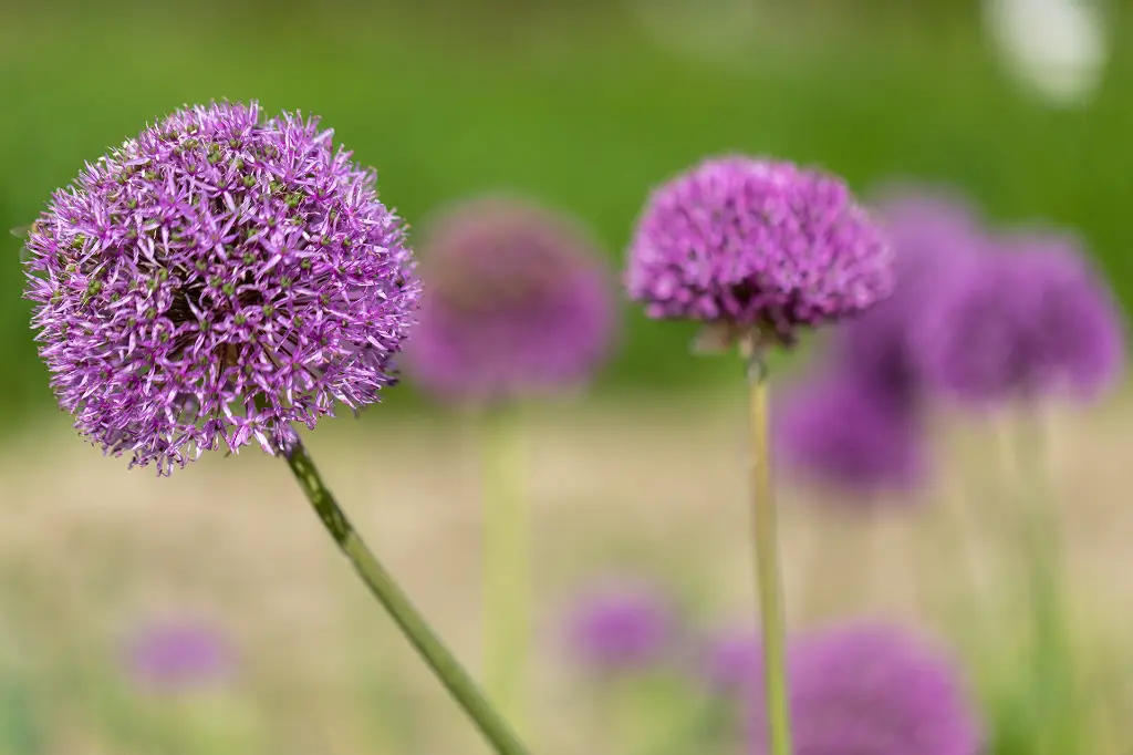 C22582-3.webp