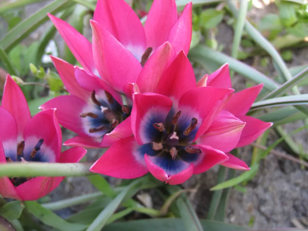 Little Beauty 2.webp