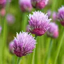 Etiquettes_bulbes d'été_Ecobulbs.pdf (5).webp