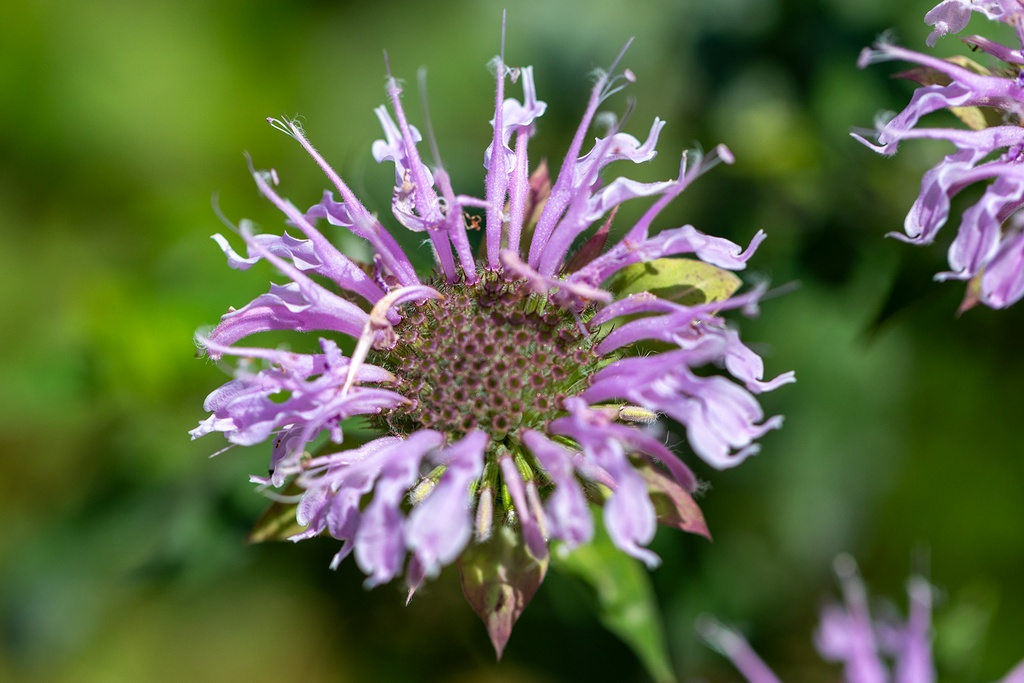 Monarde fistuleuse (Bergamote) (Vivace)