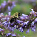 Hysope, Nectar Bleu