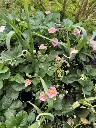 Ziererdbeere-Double-Pleasure-Happy-Eyes.webp