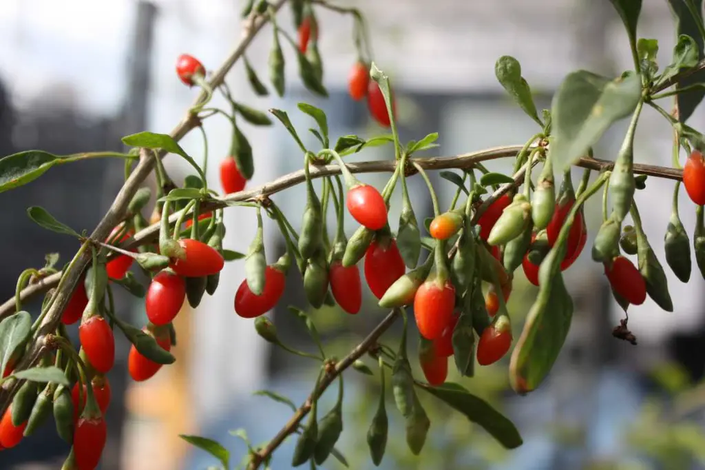 Goji-Lubera-Instant-Success_2.webp