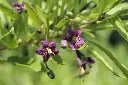 Goji-Lubera-Instant-Success_1.webp