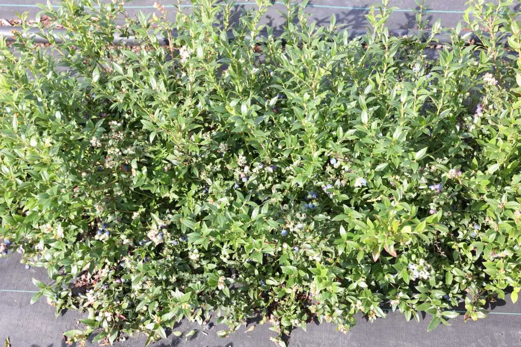 Kulturheidelbeeren_10.webp