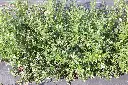 Kulturheidelbeeren_10.webp