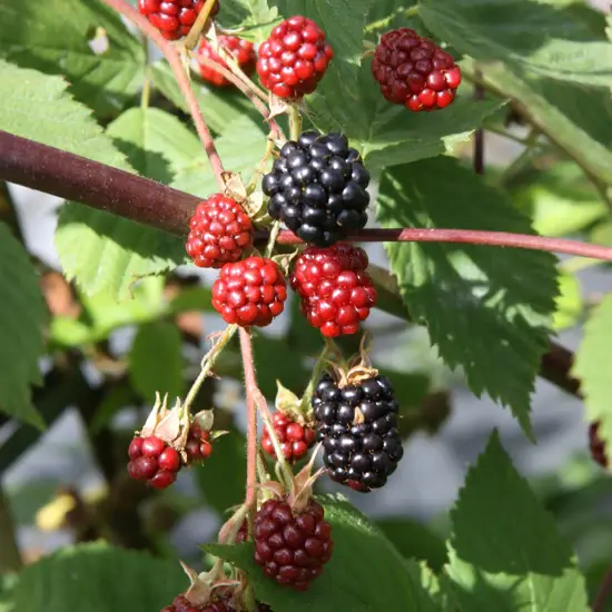 Rubus_TripleCrown_6_550x550.webp