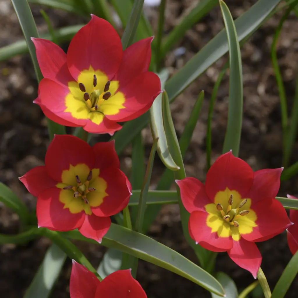 Tulipa humilis Red Beauty - BIO.webp