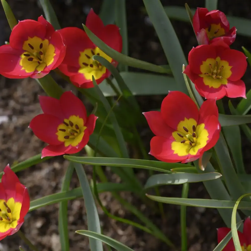[A1148-10] Tulipa humilis Red Beauty - BIO (10 bulbes).webp