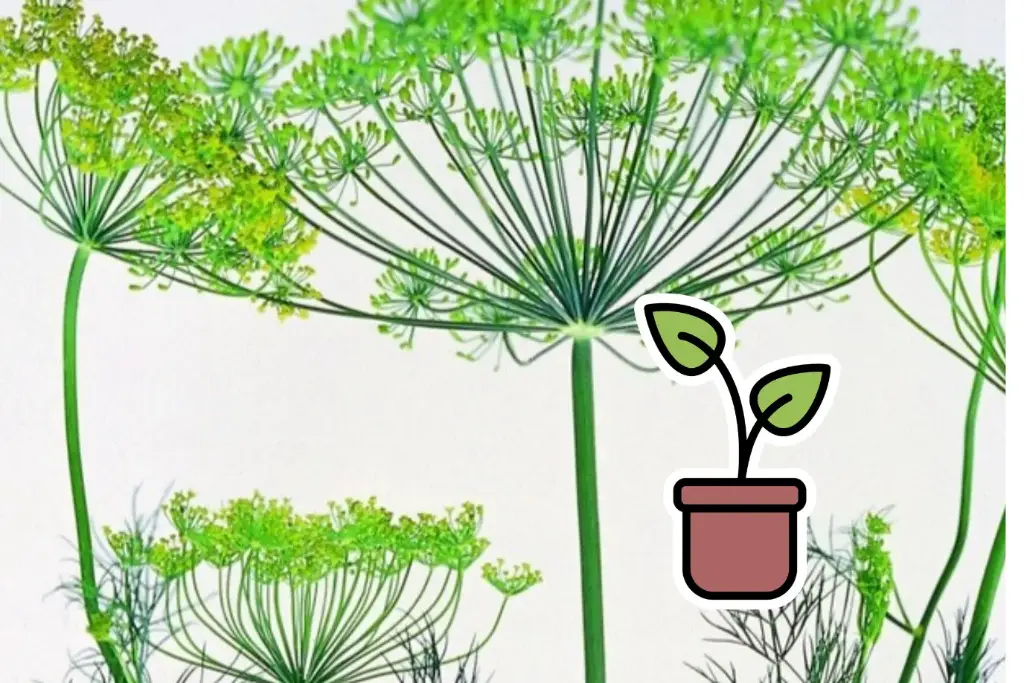 Organic dill seedling