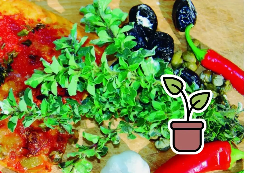 Pianta bio di origano