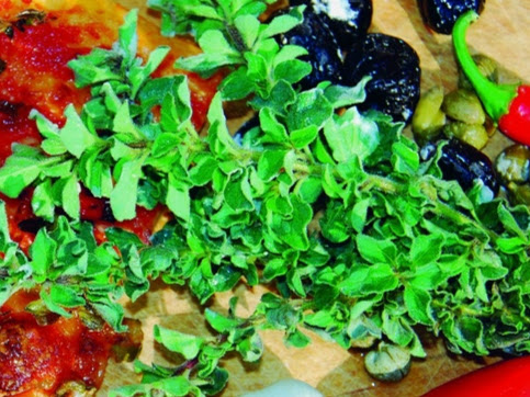 Planton bio d'origan 'Grec'