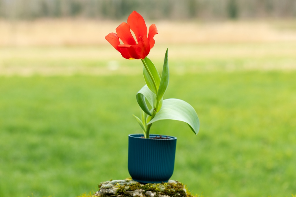 Tulipe 'Ingens'