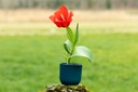 Tulipe 'Ingens'