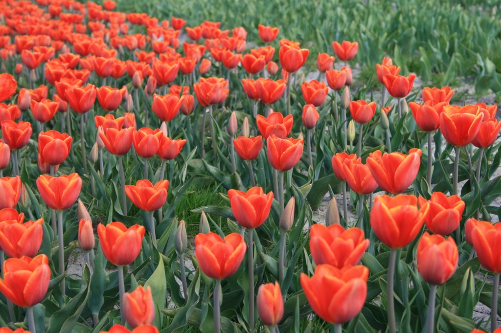 Tulpe 'Ad Rem'