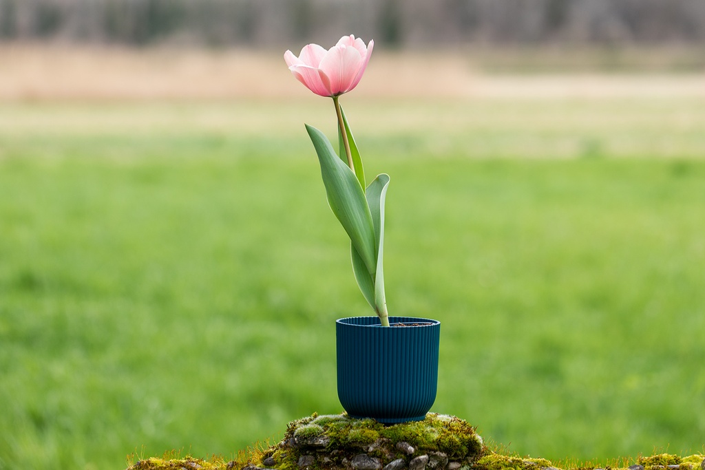 Tulipano 'Salmon Impression'