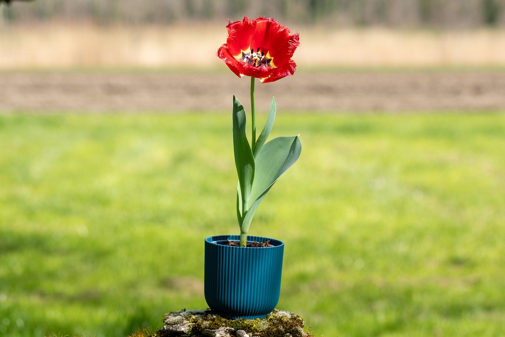 Tulipe 'Masterpeace'