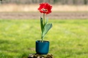 Tulipe 'Masterpeace'