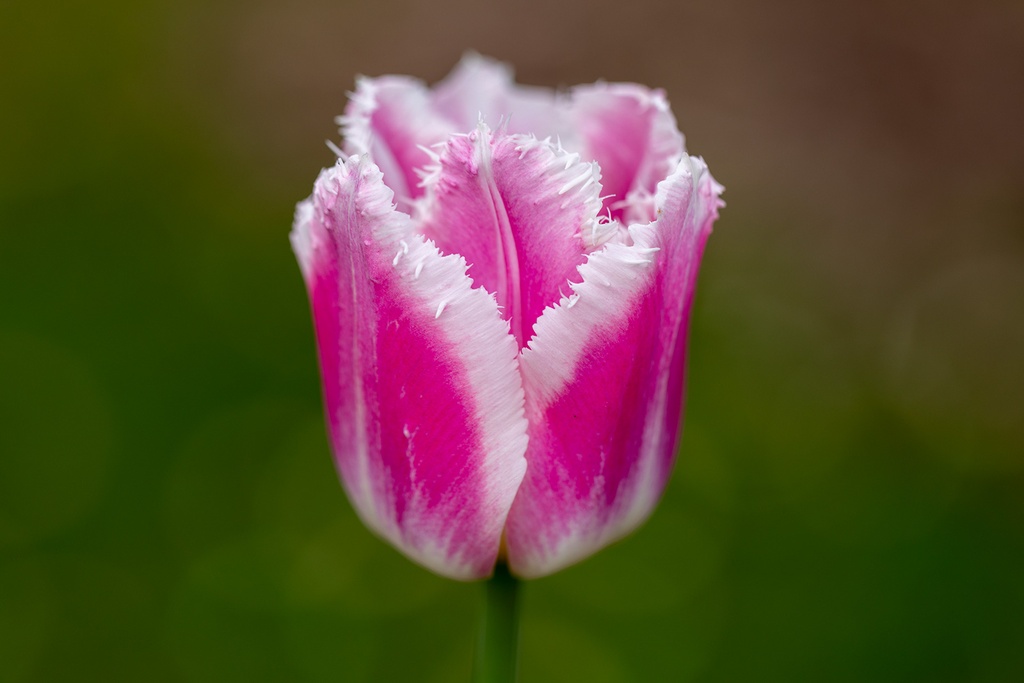 Tulipe 'Siesta'