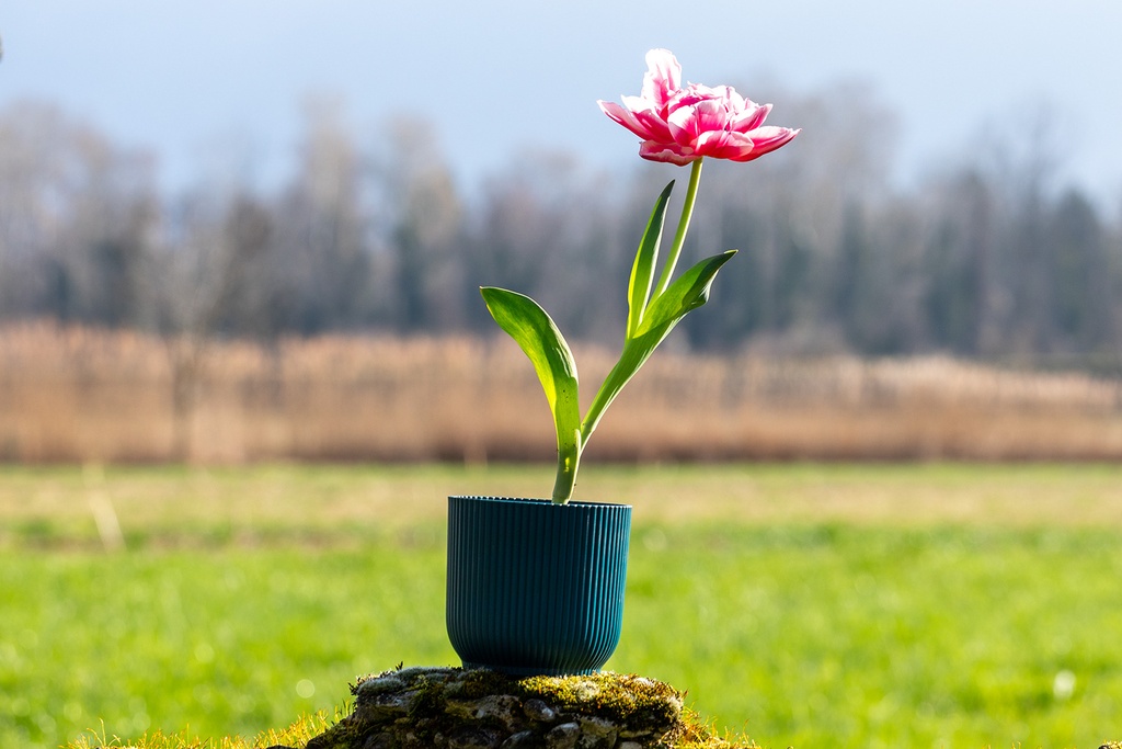 Tulipe 'Columbus'