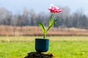 Tulipe 'Columbus'