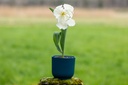 Tulipe 'White Rebel'