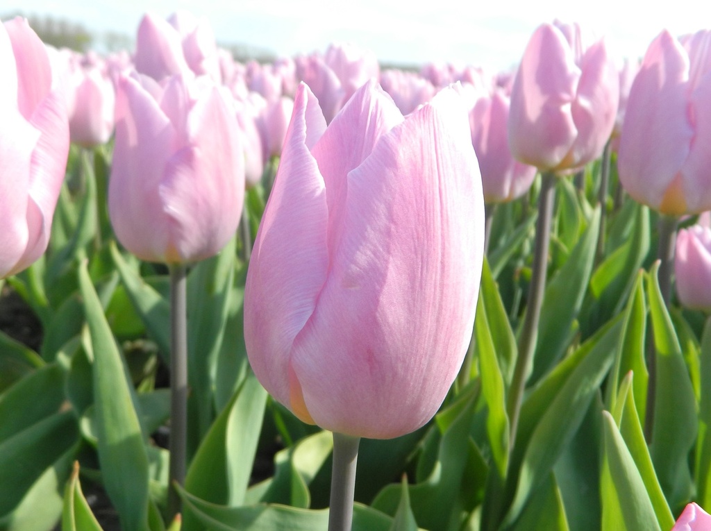 Tulipe 'Candy Prince'