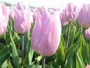 Tulipe 'Candy Prince'