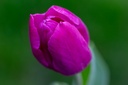 Tulipe 'Purple Prince'