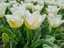 Tulipe 'Calgary'
