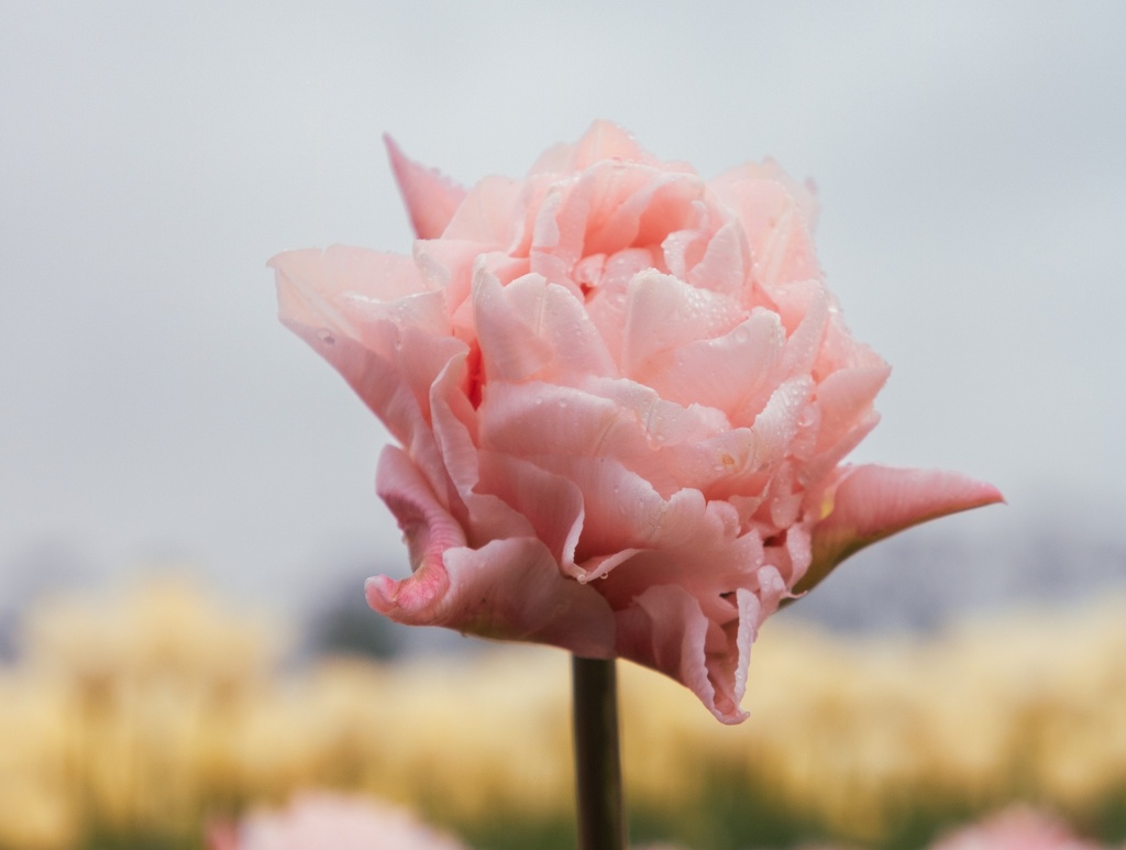Tulipe 'Dreamer'