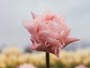 Tulipe 'Dreamer'