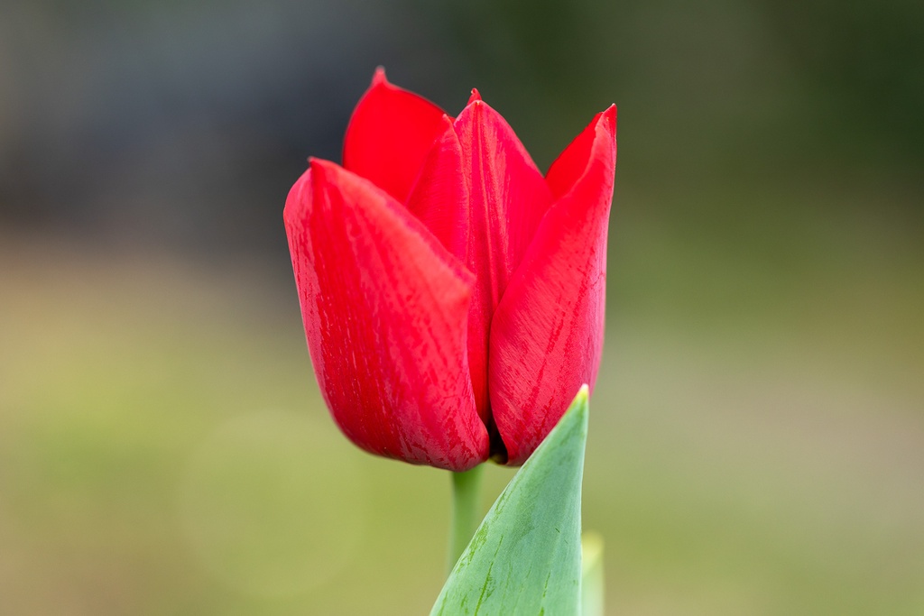 Tulipe 'Strong Love'
