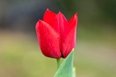 Tulipe 'Strong Love'