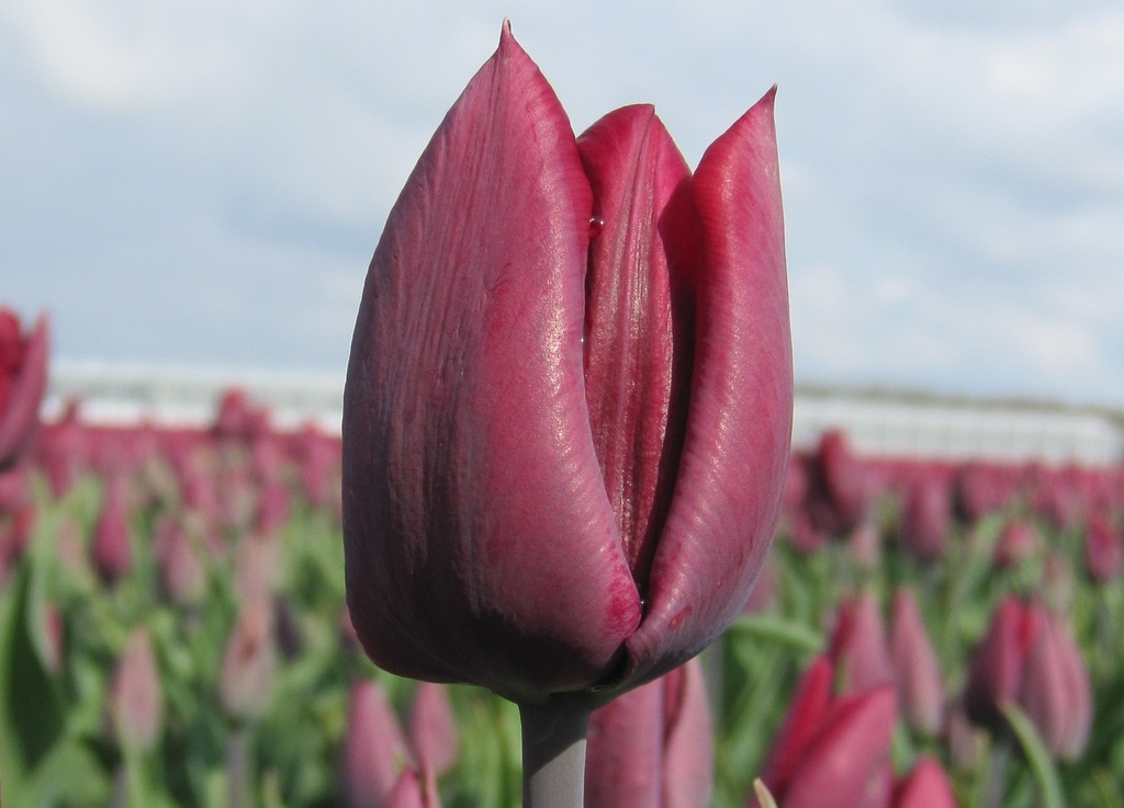 Tulipe 'Ronaldo'