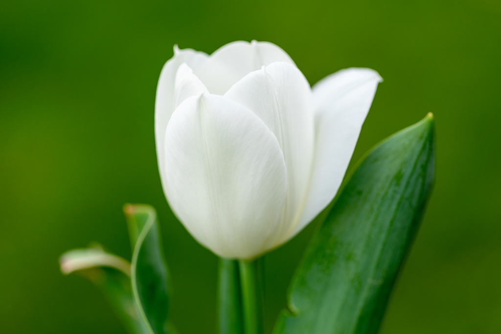 Tulipe 'Royal Virgin'