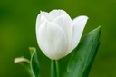 Tulipe 'Royal Virgin'