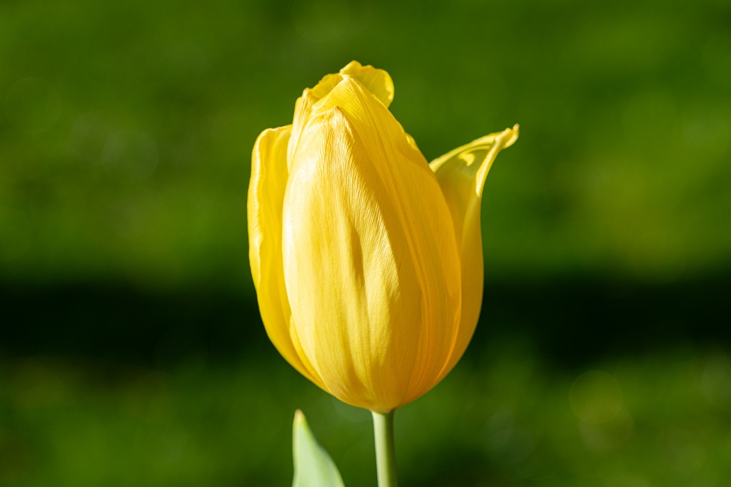 Tulipe 'Strong Gold'