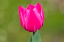 Tulipe 'Barcelona'