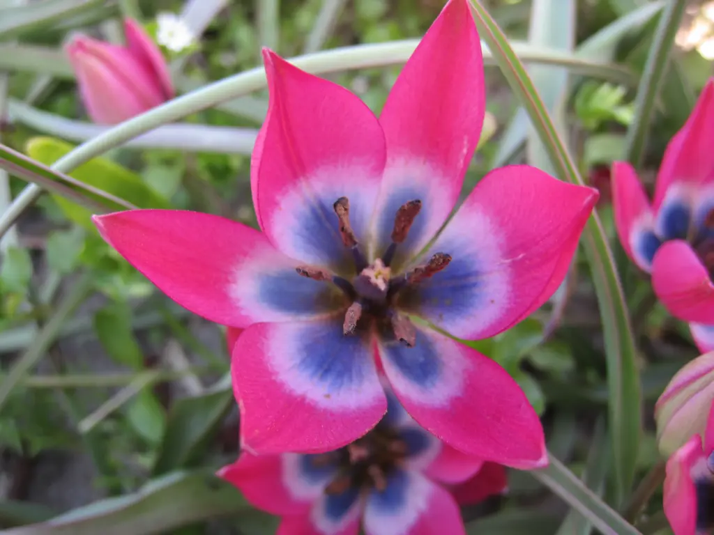 Wild tulip 'Little Beauty'