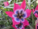 Tulipano selvatico 'Little Beauty'