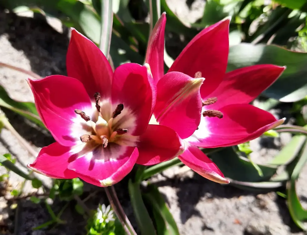 Wild tulip 'Tiny Timo'