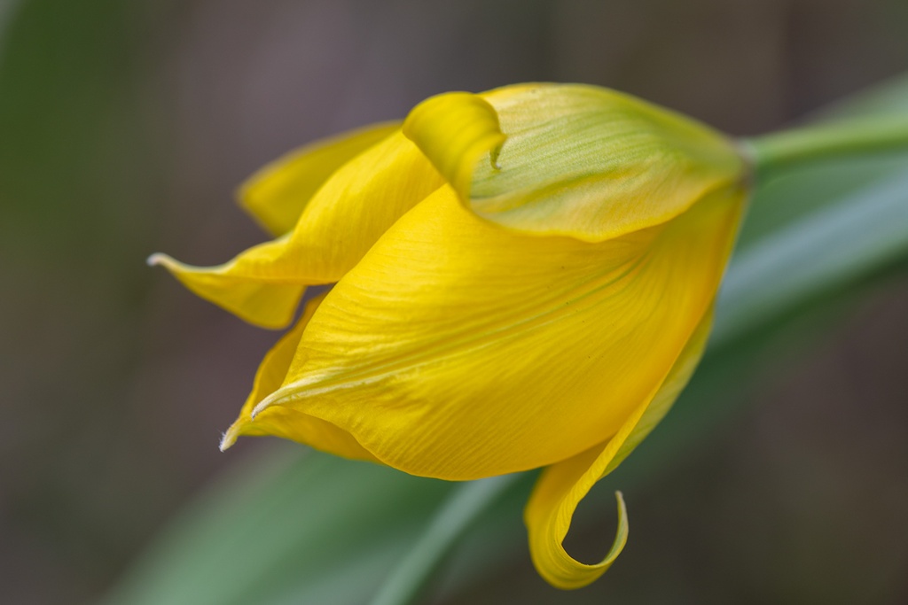 Tulipe sauvage 'des Bois'