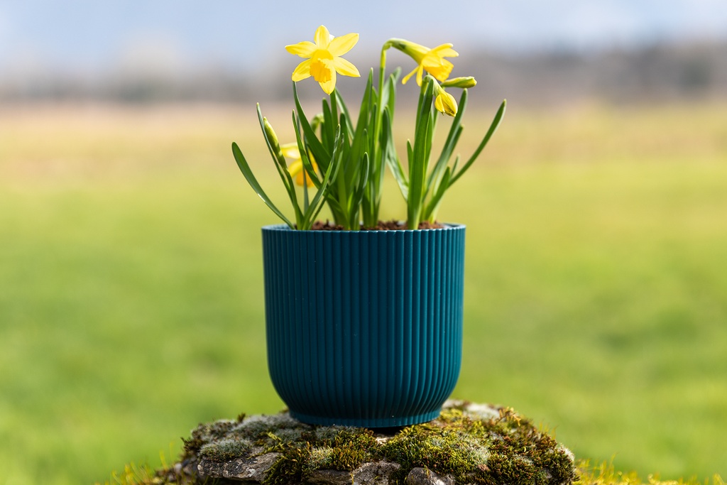 Narcisse 'Tête-à-Tête'