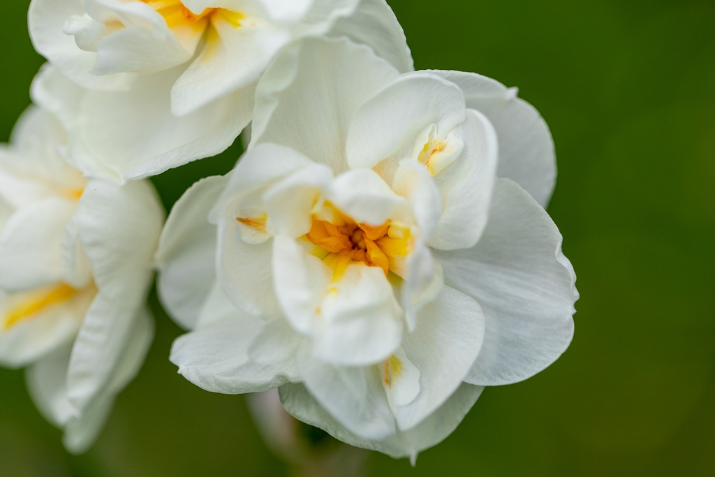 Narcisse 'Bridal Crown'