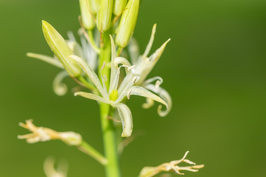 Camassia 'Sacajawea'