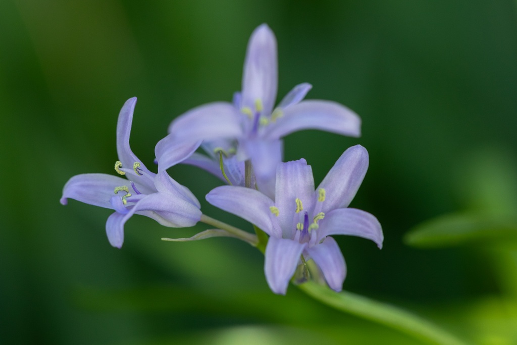 Jacinthe d'Espagne 'Bleu'